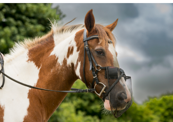 Voucher Template 11701